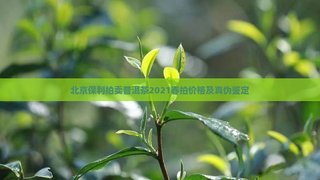 北京保利拍卖普洱茶2021春拍价格及真伪鉴定