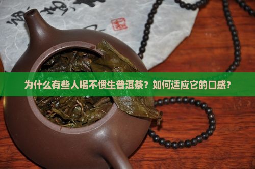 为什么有些人喝不惯生普洱茶？如何适应它的口感？