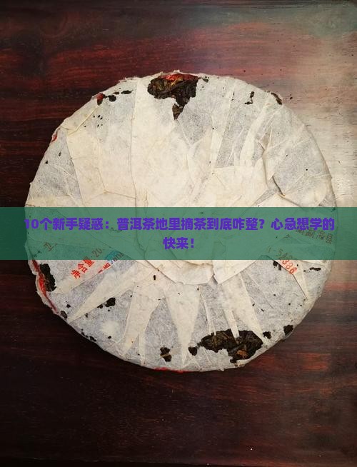 10个新手疑惑：普洱茶地里摘茶到底咋整？心急想学的快来！