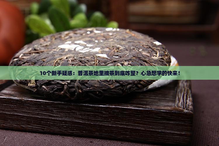 10个新手疑惑：普洱茶地里摘茶到底咋整？心急想学的快来！