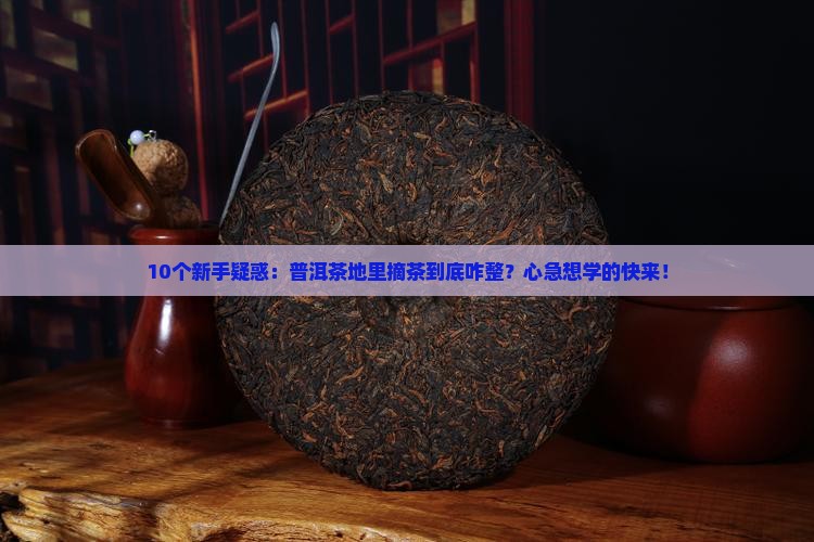10个新手疑惑：普洱茶地里摘茶到底咋整？心急想学的快来！