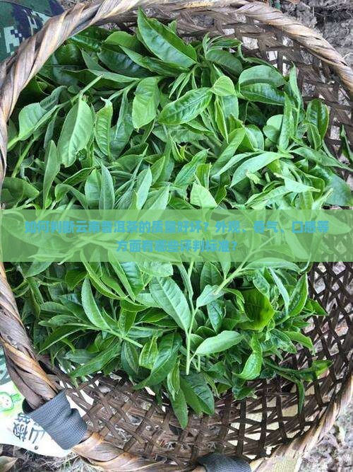 如何判断云南普洱茶的质量好坏？外观、香气、口感等方面有哪些评判标准？