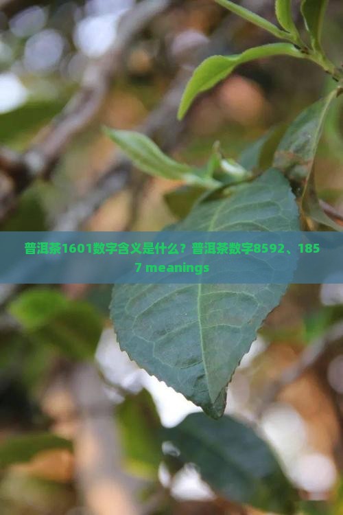 普洱茶1601数字含义是什么？普洱茶数字8592、1857 meanings