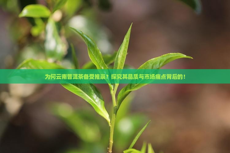 为何云南普洱茶备受推崇？探究其品质与市场痛点背后的！