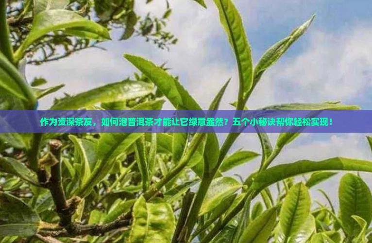 作为资深茶友，如何泡普洱茶才能让它绿意盎然？五个小秘诀帮你轻松实现！