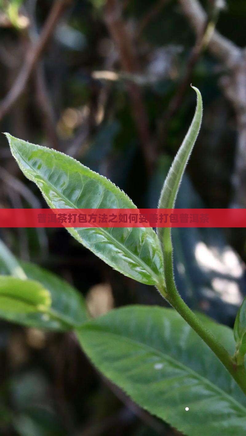 普洱茶打包方法之如何妥善打包普洱茶