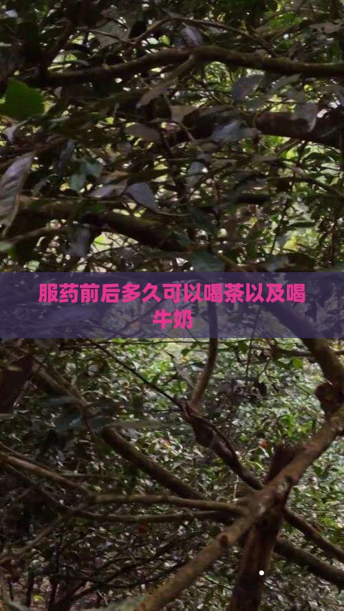 服药前后多久可以喝茶以及喝牛奶