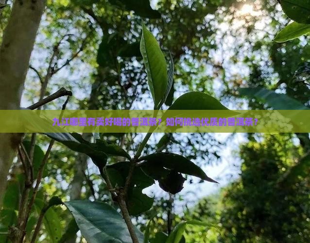 九江哪里有卖好喝的普洱茶？如何挑选优质的普洱茶？