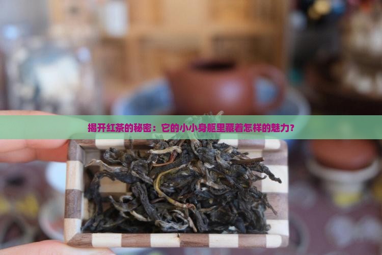 揭开红茶的秘密：它的小小身躯里藏着怎样的魅力？