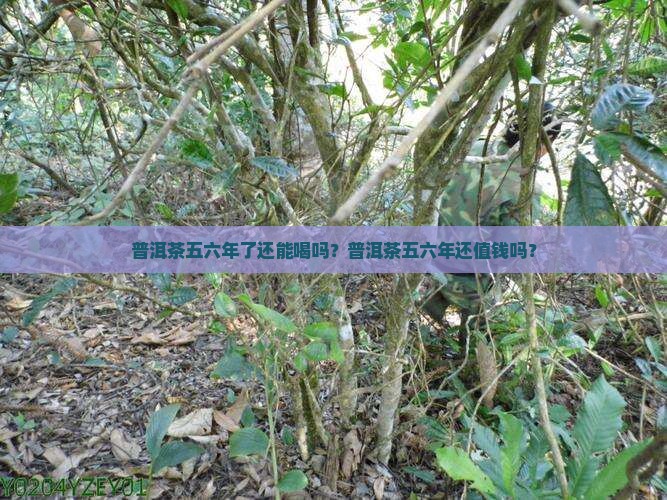 普洱茶五六年了还能喝吗？普洱茶五六年还值钱吗？