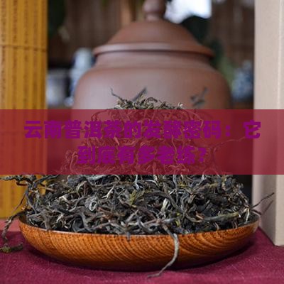 云南普洱茶的发酵密码：它到底有多老练？