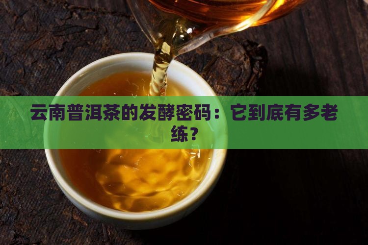 云南普洱茶的发酵密码：它到底有多老练？
