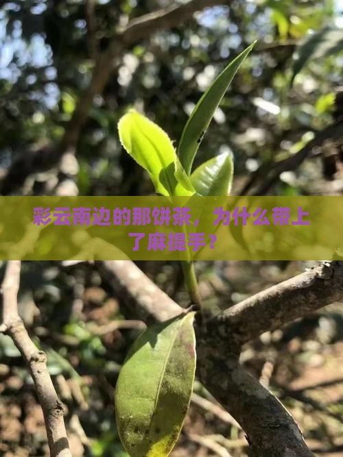 彩云南边的那饼茶，为什么带上了麻提手？