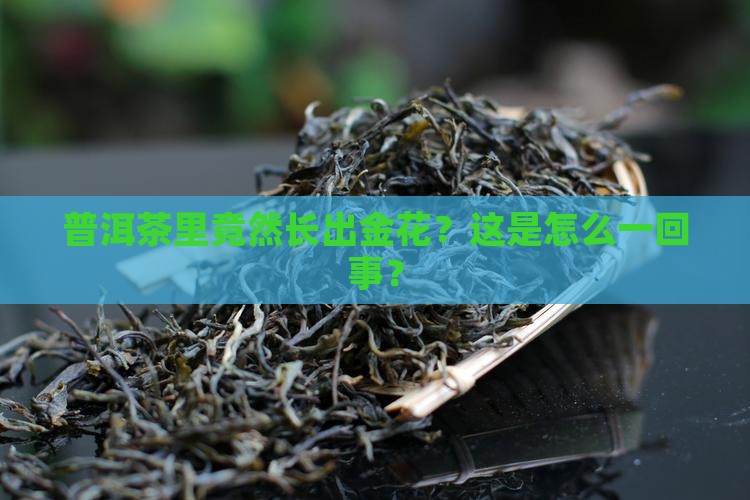 普洱茶里竟然长出金花？这是怎么一回事？