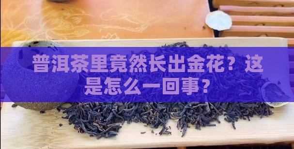 普洱茶里竟然长出金花？这是怎么一回事？