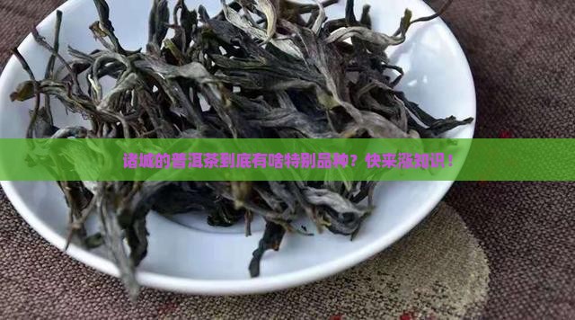 诸城的普洱茶到底有啥特别品种？快来涨知识！