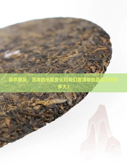 茶农朋友，洱海的水质变化对我们普洱茶的品质影响有多大？
