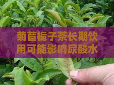 菊苣栀子茶长期饮用可能影响尿酸水平