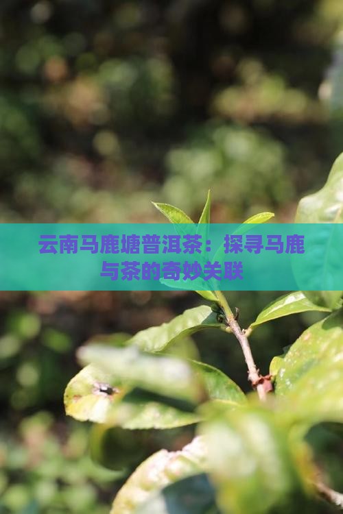 云南马鹿塘普洱茶：探寻马鹿与茶的奇妙关联