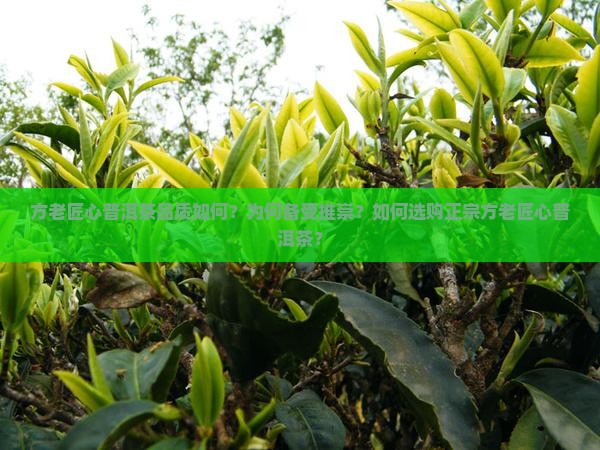方老匠心普洱茶品质如何？为何备受推崇？如何选购正宗方老匠心普洱茶？