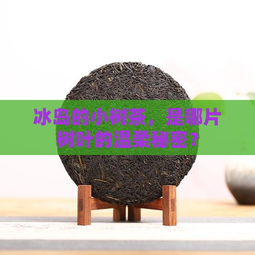 冰岛的小树茶，是哪片树叶的温柔秘密？