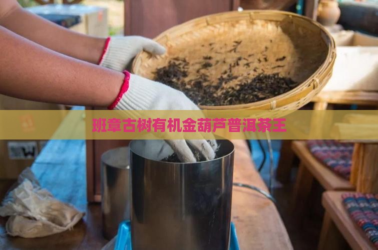 班章古树有机金葫芦普洱茶王