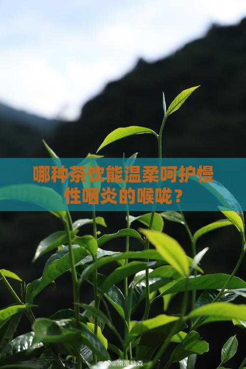 哪种茶饮能温柔呵护慢性咽炎的喉咙？