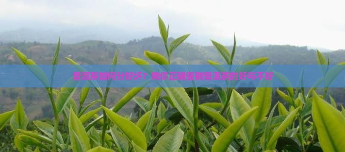 普洱茶如何分好坏？教你正确鉴别普洱茶的好与不好