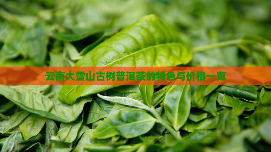 云南大雪山古树普洱茶的特色与价格一览