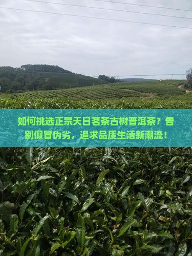 如何挑选正宗天日茗茶古树普洱茶？告别假冒伪劣，追求品质生活新潮流！