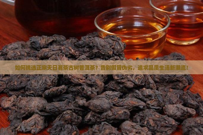 如何挑选正宗天日茗茶古树普洱茶？告别假冒伪劣，追求品质生活新潮流！