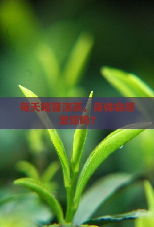 每天喝普洱茶，身体会感激你吗？