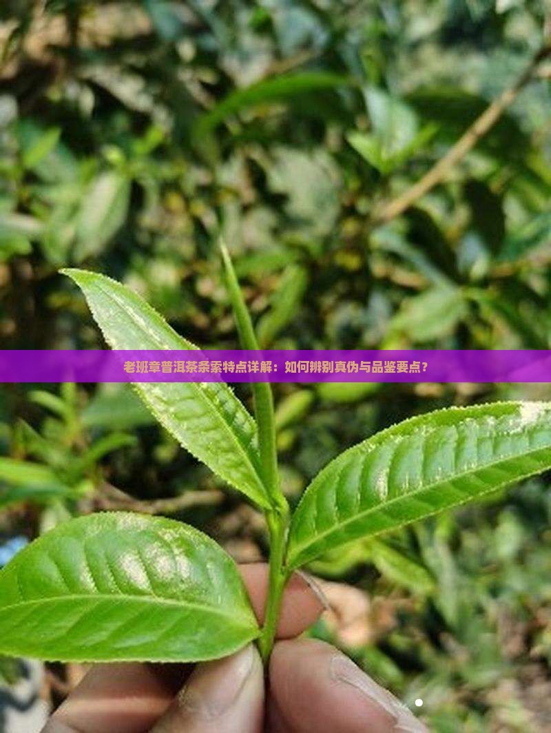 老班章普洱茶条索特点详解：如何辨别真伪与品鉴要点？