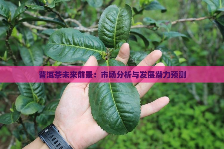普洱茶未来前景：市场分析与发展潜力预测