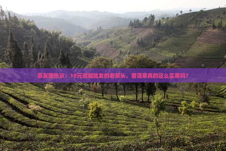 茶友圈热议：10元就能批发的老茶头，普洱茶真的这么实惠吗？