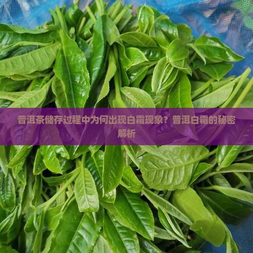 普洱茶储存过程中为何出现白霜现象？普洱白霜的秘密解析