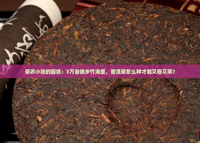 茶农小张的困惑：3万亩傣乡竹海里，普洱茶怎么种才能又香又翠？