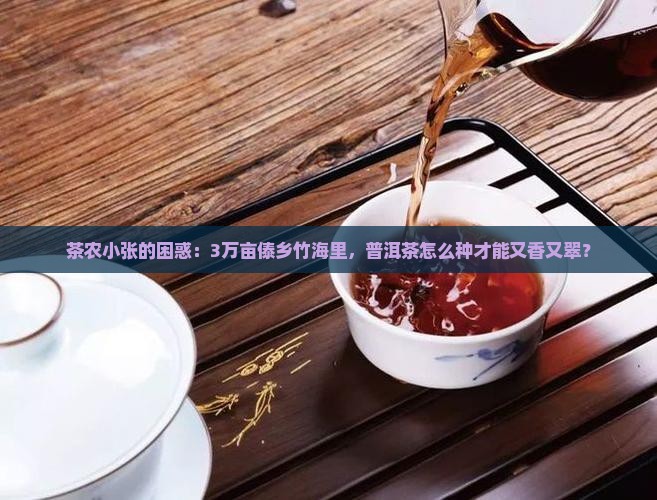 茶农小张的困惑：3万亩傣乡竹海里，普洱茶怎么种才能又香又翠？