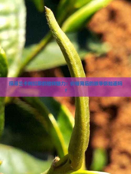 探寻兰卡树红茶的独特魅力：价格背后的故事你知道吗？