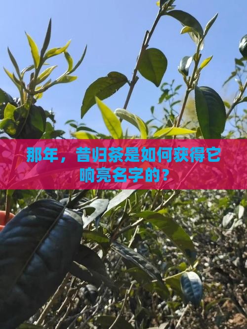 那年，昔归茶是如何获得它响亮名字的？