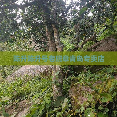 陈升陈升号老班章青岛专卖店