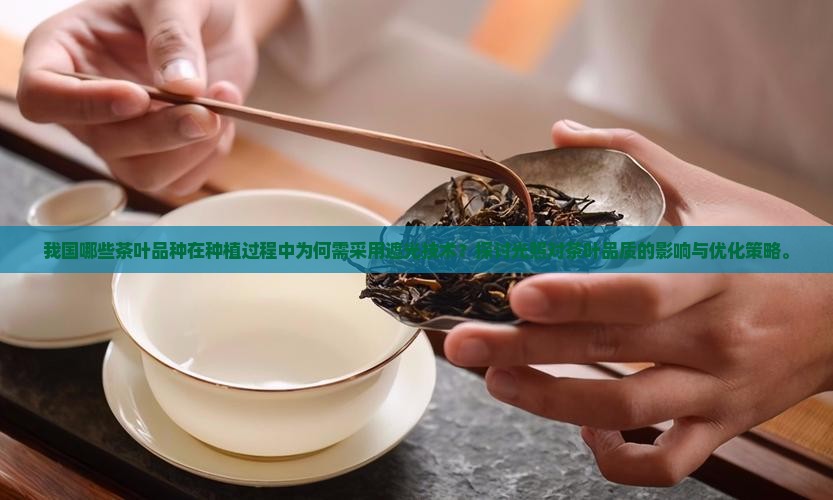 我国哪些茶叶品种在种植过程中为何需采用遮光技术？探讨光照对茶叶品质的影响与优化策略。