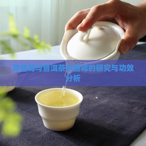 黄曲霉与普洱茶中曲霉的研究与功效分析