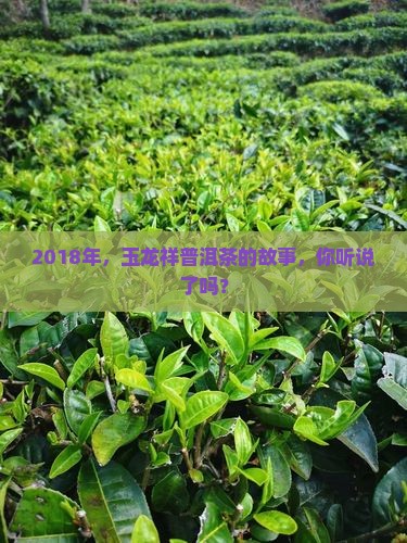 2018年，玉龙祥普洱茶的故事，你听说了吗？