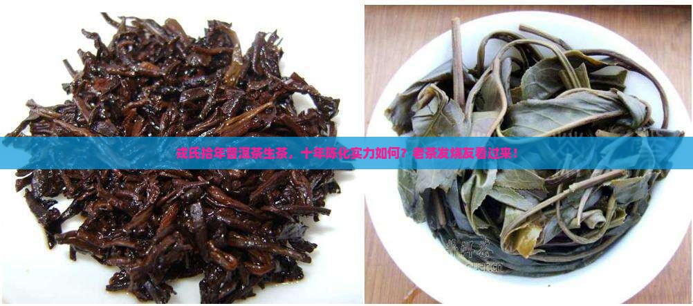 戎氏拾年普洱茶生茶，十年陈化实力如何？老茶发烧友看过来！