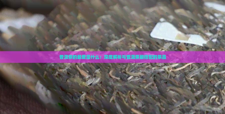普洱茶的最爱是什么：深度解析与普洱茶最搭配的茶品