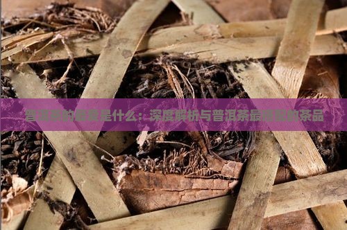 普洱茶的最爱是什么：深度解析与普洱茶最搭配的茶品