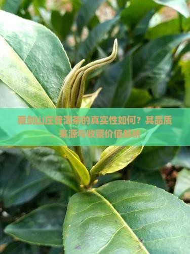 藏剑山庄普洱茶的真实性如何？其品质、来源与收藏价值解析