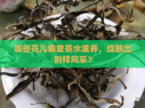 哪些花儿偏爱茶水滋养，绽放出别样风采？