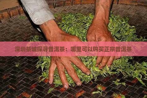 深圳茶城探寻普洱茶：哪里可以购买正宗普洱茶